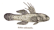 Miniatura para Stigmatogobius sadanundio