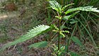 Stinging Nettle (6446009395).jpg