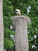 Storchennest auf einem Baumstamm