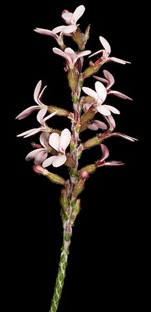 Stylidium marradongense (6968999673) .jpg