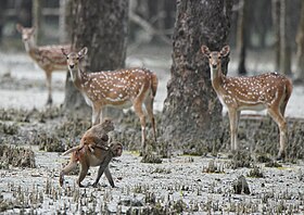 Обезьяны и пятнистые олени в заповеднике Восточный Сундарбан