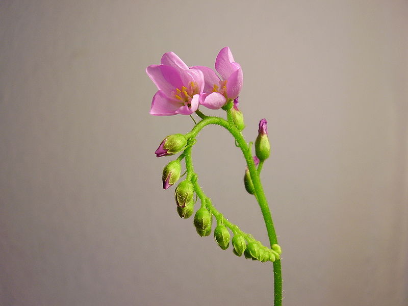 File:Sundew blossom.jpg