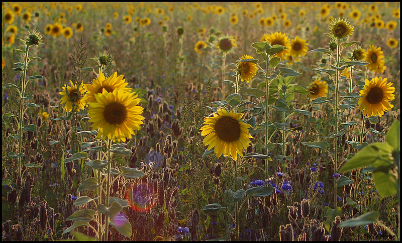 File:Sunflowers (4866451287).jpg