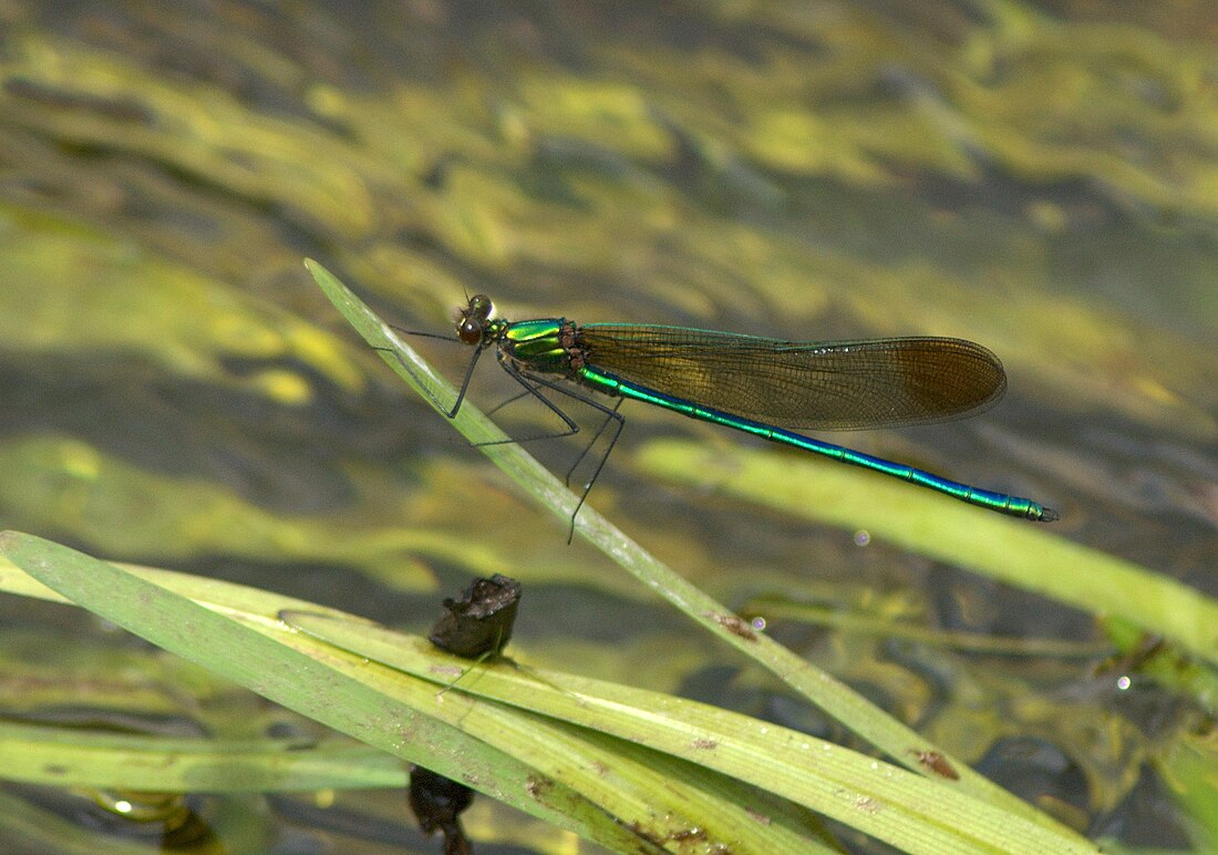 Calopteryx amata