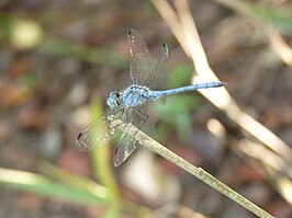 Sympetrum gracile