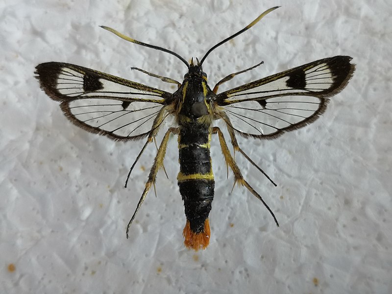 File:Synanthedon scoliaeformis 131517110.jpg