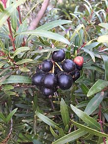 Syzygium pondoense02.jpg