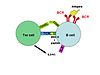 T-cell dependent b-cell act.jpg