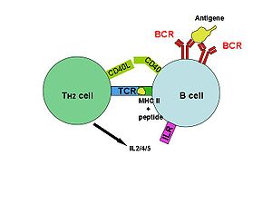 T-cell dependent b-cell activation, showing TH2-cell (left) B-cell (right) and several interaction molecules. T-cell dependent b-cell act.jpg