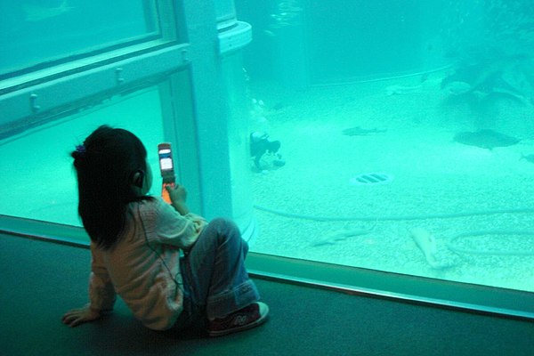 A young girl taking photos with her phone at the Osaka Aquarium in 2006