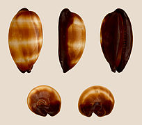 Talparia talpa (Mole Cowry), Shell