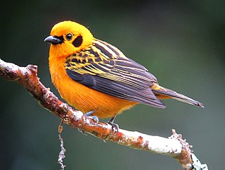 Golden tanager Species of bird