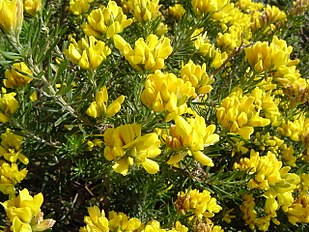 <center>Genista linifolia</center>