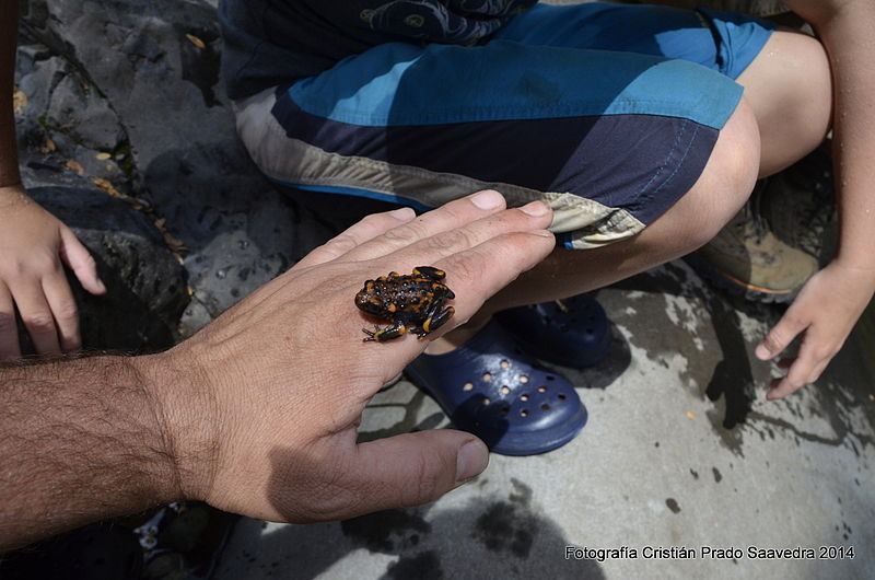 File:Telmatobufo venustus 2.JPG