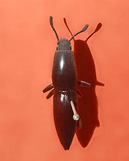 <i>Macellocerus</i> Genus of beetles