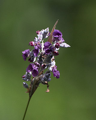 <i>Thalia dealbata</i> Species of aquatic plant