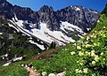 Image 25Alpine flora near Cascade Pass (from Montane ecosystems)