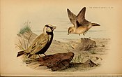 The birds of Africa (10575353925).jpg