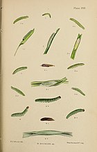 Figs 4, 4a, 4b larvae after last moult; 4c pupa;4d folded leaf of Luzula pilosa containing a pupa The larvae of the British butterflies and moths BHL41107841.jpg