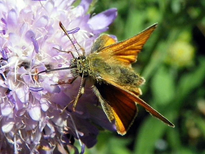 File:Thymelicus sylvestris, Shackledell Grassland, Stevenage (23334512964).jpg