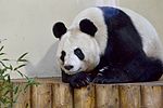 Thumbnail for Tian Tian (female giant panda)
