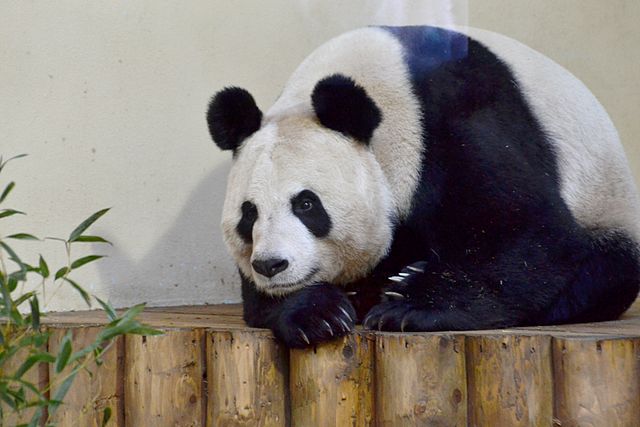 Tian Tian, the female giant panda, who came to the zoo with her male companion in late 2011, who then left in December of 2023