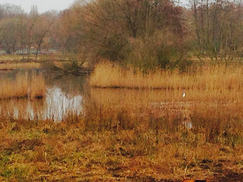 File:Tiefwerder Wiesen, Landschaftsschutzgebiet.jpg