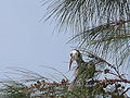 Rotschnabeltoko Red-billed Hornbill