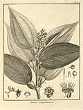 Tococa guianensis Aublet 1775 pl 174.jpg