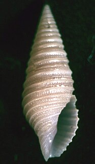 Borsoniidae family of molluscs