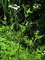 Heggendoornzaad (Torilis japonica)