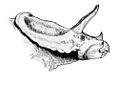 Torosaurus