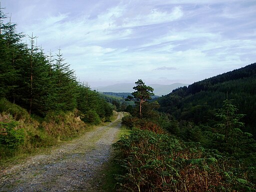 Track in Glengarra Woods, Galty Mountains - geograph.org.uk - 2718483