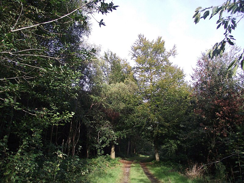 File:Track through Poultney Wood - geograph.org.uk - 5128695.jpg