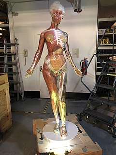 Transparent Anatomical Manikin 3D human model for medical training