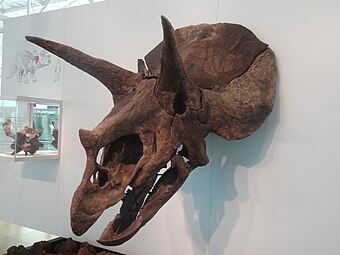 Triceratops skull - Interior of Cosmocaixa.JPG