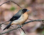 Black-goggled tanager