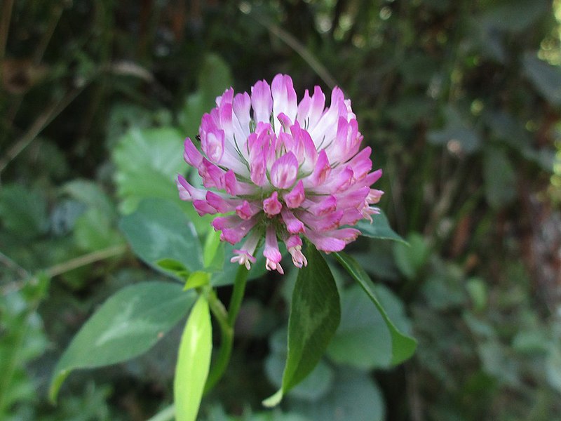 File:Trifolium pratense (Fabaceae) - (flowering), Elst (Gld), the Netherlands.jpg