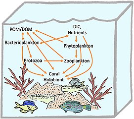 Coral holobiont[52]