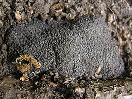 A legértékesebb szarvasgomba a Truffe noire du Périgord, azaz Francia szarvasgomba (Tuber melanosporum)