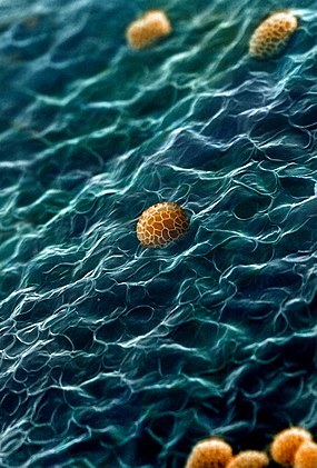 Fotomicrografia com uma ampliação de 2000x mostra a superfície interna do perídio do raro Tubifera dudkae, um fungo mucilaginoso da classe Myxogastria. Está coberta por dobras, que se assemelham a ondas do mar e entre elas se encontram esporos reticulares de forma oval. (definição 2 134 × 3 150)
