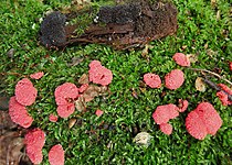 Tubifera ferruginosa