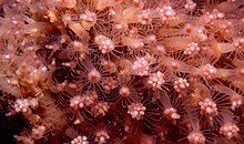 Tubular sponge hydroid.jpg