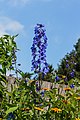 * Nomination Mien Ruys Gardens. Delphinium 'Ouverture'. --Agnes Monkelbaan 16:14, 26 June 2018 (UTC) * Promotion  Support Good quality. --Fischer.H 17:35, 4 July 2018 (UTC)