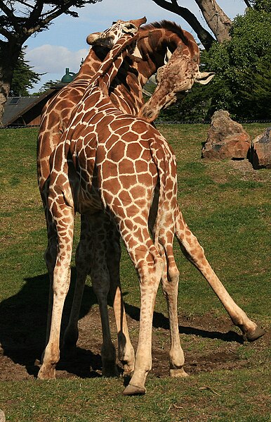 File:Two male giraffes are necking in San Francisco Zoo 3.jpg