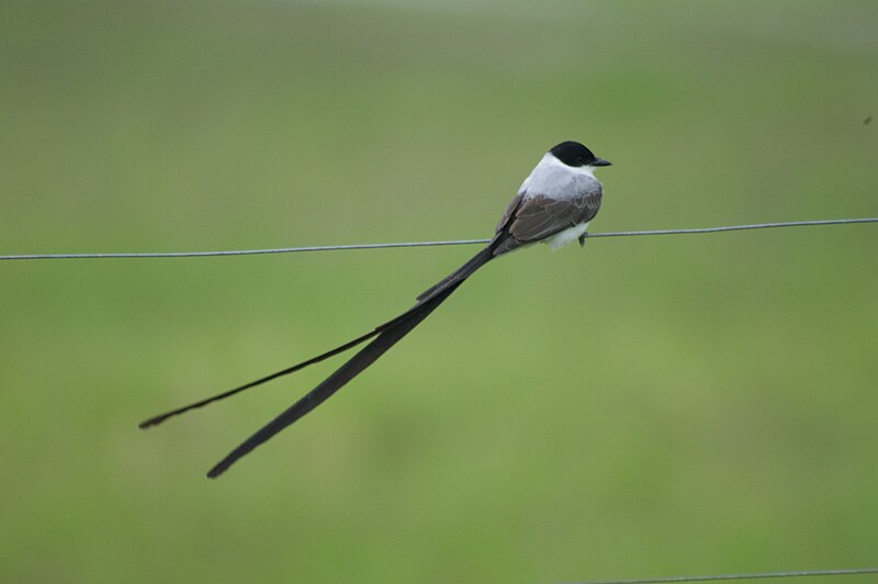 File:Tyrannus savana -Colombia-8.jpg