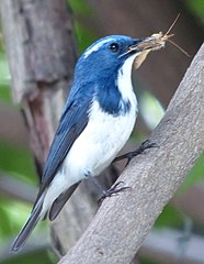 Image 27Predators, such as this ultramarine flycatcher (Ficedula superciliaris), feed on other animals. (from Animal)