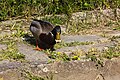 Patos sin identificar.