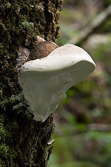 Fomes hemitephrus photographed in Tasmania Unidentified Fungus 8789.jpg
