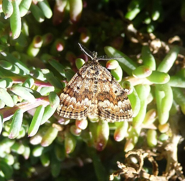 File:Unidentified moth - Flickr - gailhampshire.jpg